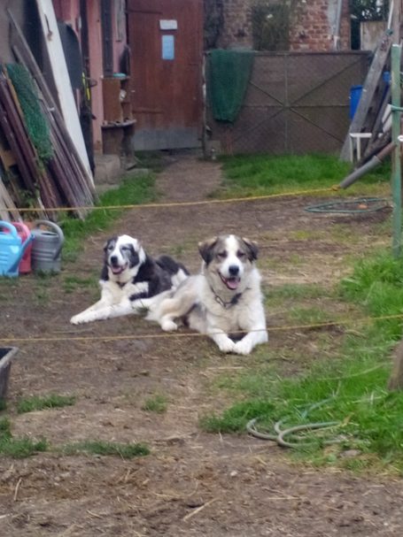 Caya & Zorro (keine Vermittlung)