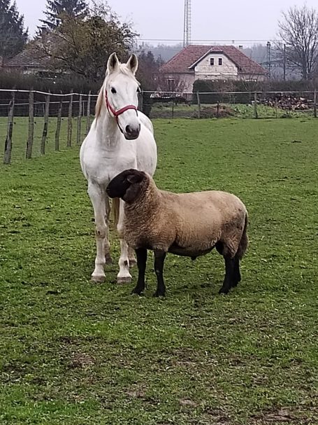 ANGEL VERMITTLUNG JA!