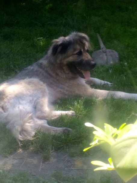 TEDDY (kein Vermittlungshund)
