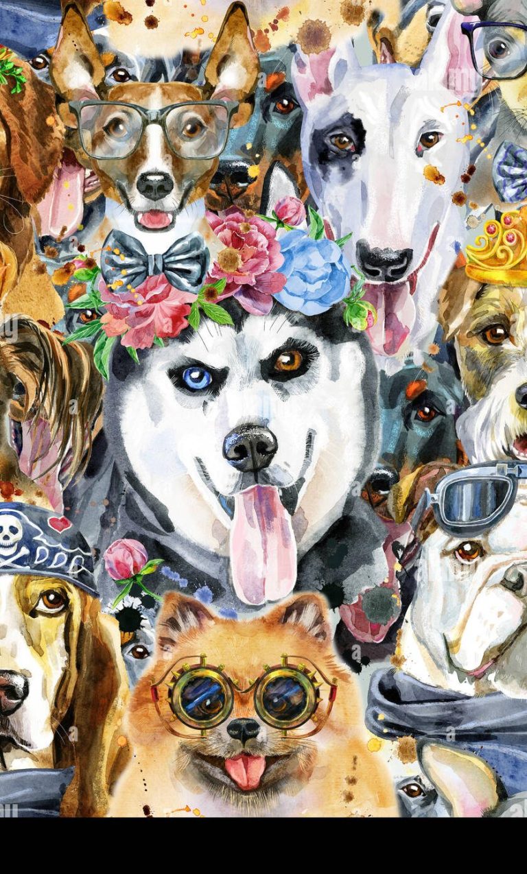 EUER TRAUMHUND nicht DABEI? FRAGT uns, wir haben viele Kontakte!!